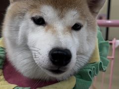 -逗柴咖啡屋·狗咖猫咖宠物桌游