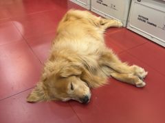 -和它·交个朋友·狗咖猫咖(爱琴海店)
