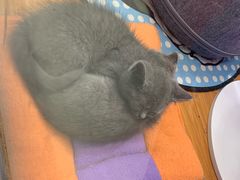 -龟与熊猫宠物公园(南坪店)