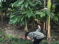 -歌斐颂巧克力小镇