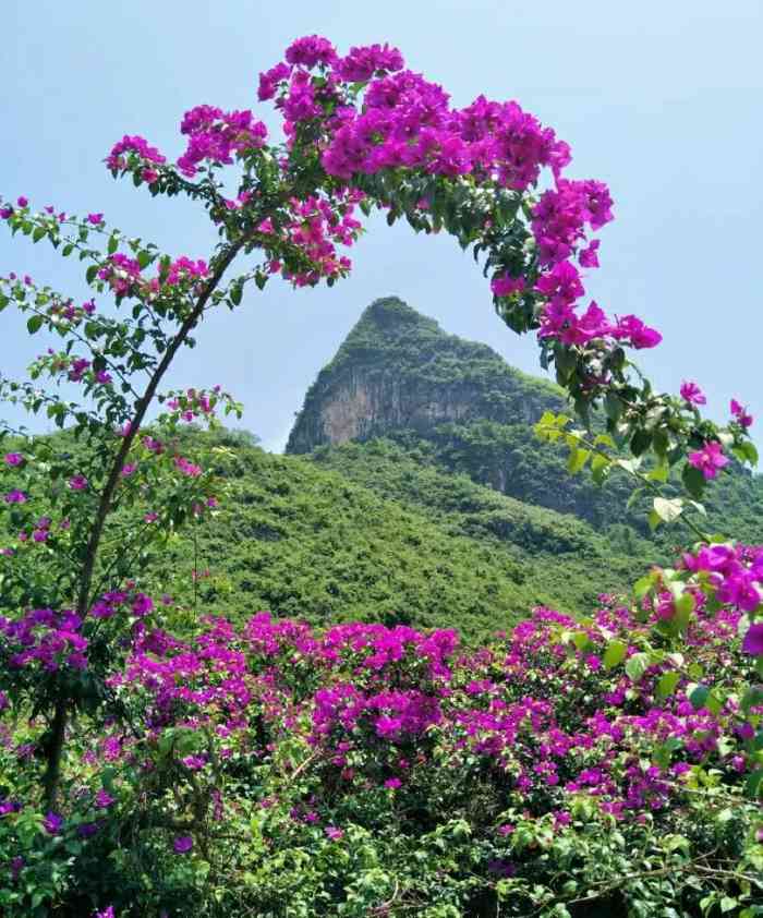 桂林花海-"桂林花海景区位于临桂市临桂区六塘镇诚桂村.