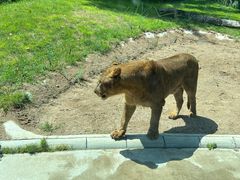 -北京野生动物园