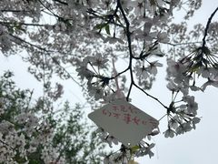 -顾村公园