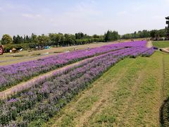 -杭州湾海上花田景区