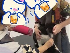 -山宅一喵德文卷毛猫舍