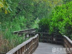 -大湾区中央湿地公园