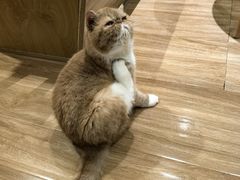 -滚猫咖啡·猫咖·猫友好撸猫(未来城店)