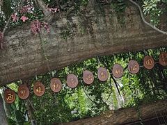-西双版纳原始森林公园