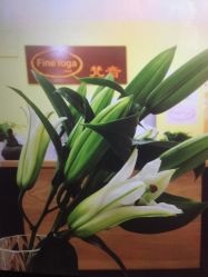 -FineYoga梵音瑜伽·普拉提