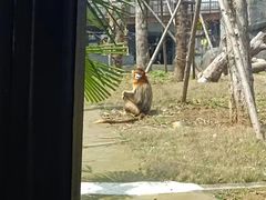 -武汉动物园