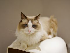-飞行喵MR PILOT|猫舍·猫咖(静安大融城店)