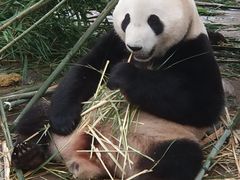 -都江堰中华大熊猫苑
