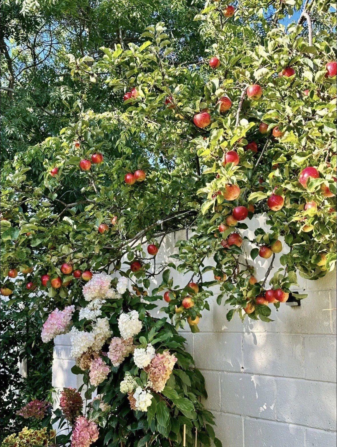 天天领红包时间累计了盛夏的果实@点小二 @点小二创作学院 #摘荔 