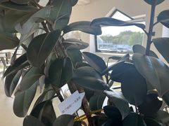 -ChanDu躔度咖啡(灯塔店)