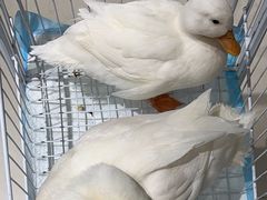 -怪兽屋·羊驼·猫咖·狗咖(俊华广场店)