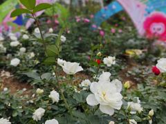 -人民公园(罗湖区)