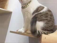 -万小咖.猫咖(中山路天虹店)