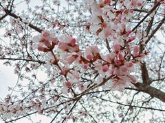 -桃花堤公园
