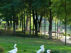 -武清南湖绿博园