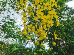 -火炉山森林公园