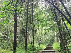 -汤旺河林海奇石景区