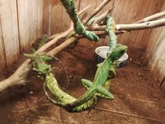 -上海大自然野生昆虫馆(东方明珠·爬宠昆虫探索中心)
