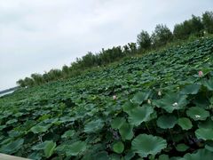 -南湖国家城市湿地公园