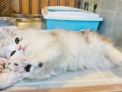 -1013 PET SHOP 宠物商店(近铁城市广场店)