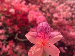 -木兰云雾山