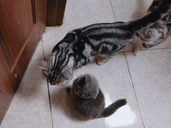 -瑞鹏宠物医院·骨科·猫科·内科(第一中心)