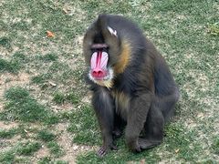 -大连森林动物园