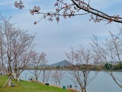 -羊山湖公园