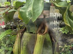 -国家植物园南园