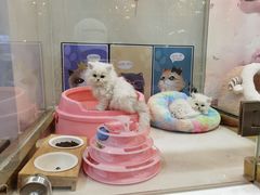 -糯米喵星人总部直营旗舰店·猫舍·幼猫出售