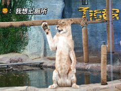 -清迈夜间动物园