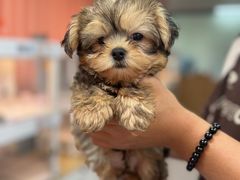 -翊宠yipet猫狗购宠庄园犬舍•猫舍