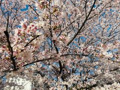 -高东镇樱花园