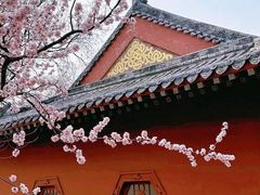 -桃花堤公园