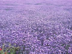 -曲江薰衣草庄园
