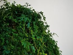 -合肥市裕丰花鸟虫鱼市场-F区