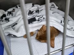 -中农国际动物医院24小时·猫科·骨科·急重症中心