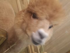 -藦茜花园宠物主题亲子互动体验馆(国顺东路店)