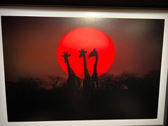 -罗红摄影艺术馆