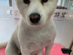 -全心全意连锁动物医院(石景山店)