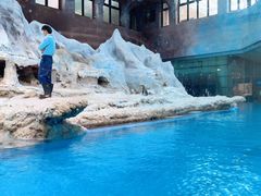 -帝企鹅自助餐厅•儿童岛•真企鹅(长隆企鹅酒店)