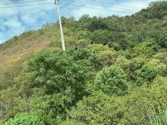 -天目山大树王景区
