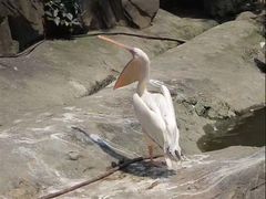 -燕塞湖鸟语林景区