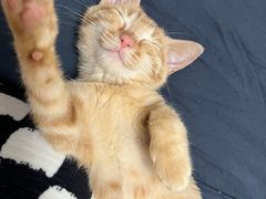 -瑞鹏宠物医院犬猫全科(真大分院)