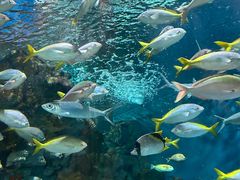 -上海海洋水族馆