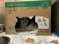 -申普宠物医院·心脏介入·心血管微创(总院)